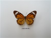 藏品(虎斑蝶)的圖片